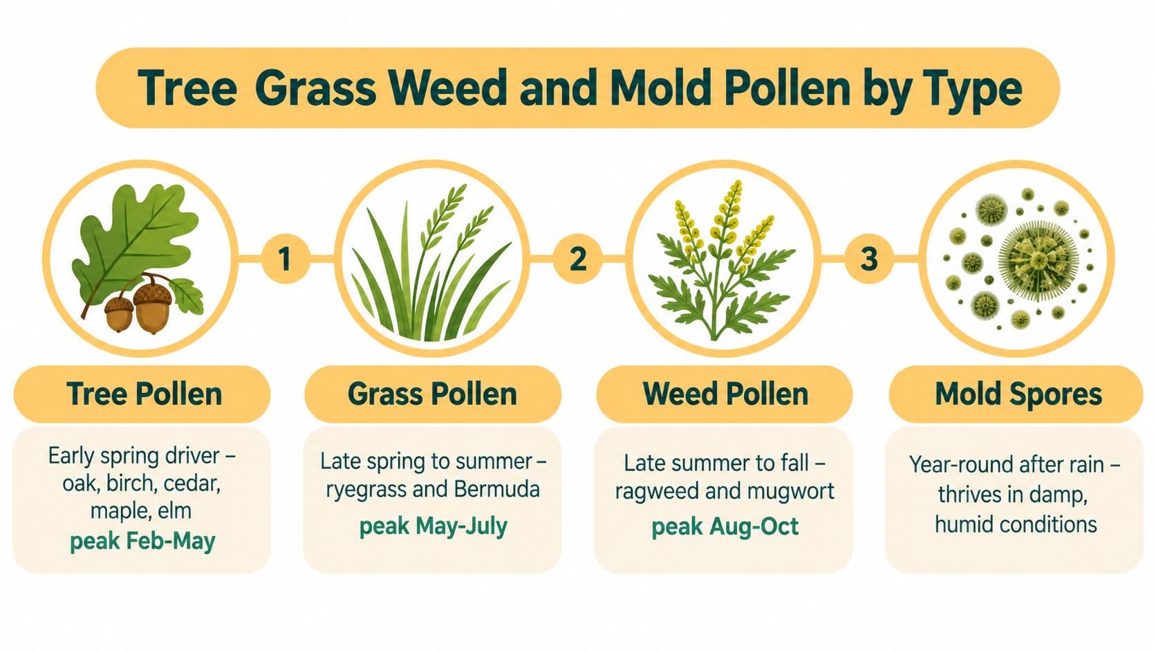 An infographic showing the seasonal peak times for tree pollen, grass pollen, weed pollen, and mold spores.